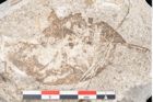 Foto (Detailansicht) von Daphnophyllum australe Ettingshausen (NHMW-GEO-2024-0188-10195)